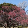 兵庫県）尼崎農業公園、猪名川公園。梅、四分咲き。モズ、アオジ、アトリ、カワラヒワ、ホオジロ、コゲラ、メジロ、ツグミ、ムクドリ、ハクセキレイ、エナガ、ヒドリガモ、コサギ、カワウ、アオサギ、オオバン。