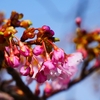 今年最初の河津桜を撮りました（笑）