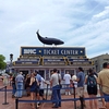 ボストン観光　ホエールウォッチング (Whale Watching) でクジラの大迫力のジャンプをみよう