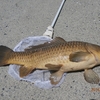日高川で野鯉（68ｃｍ）を釣り上げました～