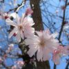 土手町の十月桜が満開♪ウォーキング日和