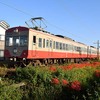 近江鉄道　彼岸花2020　ピークは一気に！