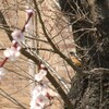 お題「2017年にやりたいこと」