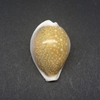 和歌山の貝　ハツユキダカラ（Erosaria miliaris,1791）