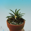 Maxillaria uncata