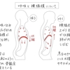 ヨガノート(12)呼吸のしくみ、横隔膜・肋間筋について