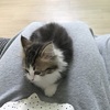 お兄ちゃんとぼく 【ちびねこモチの日記】