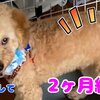 きなこちゃんとミケ茶、つみれちゃんがいっぱい40　猫3匹と暮らす夫婦