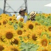 南阿蘇村立野地区で復興のヒマワリが見ごろ　熊本