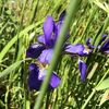 夏の花は力強く、されど儚げに。