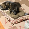 甲斐犬サン、ストーブ犬からコタツ犬へ、コタツ犬から更なる上級へ、の巻〜凄カロウッ(//∇//)