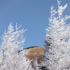 宝永山に雪は無し