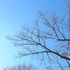 ７桜、今は空