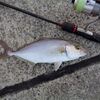 釣り再開です