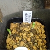 Austrocylindropuntia floccosa 一年越しの発芽