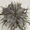 Dyckia Nagas hybrid PS#03 の生育記録