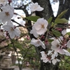 天孫神社にお参り