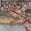 河津桜咲きました（千日前編）