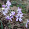 角田山　２０２１年３月２０日