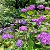 品川紫陽花散歩（高輪日本庭園～御殿山庭園）