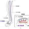 足の甲が腫れる理由。