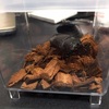 【オオクワガタ】メス（成虫）の飼育ケースを越冬バージョンへ変更しました。