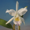 Cattleya mendelii f.amoena 