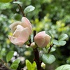 雨の土曜日。白いボケの花と「やきまる」でひとり焼肉。サワードウブレッド作り。