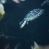 モンキヨコクビガメ Podocnemis unifilis
