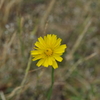 ６月の野草