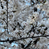 【東京散歩】桜が満開の靖國神社へ