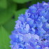 四季咲きの紫陽花。霧島の恵をパナライカ SUMMILUX 15mm/F1.7で撮影