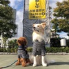 犬とお出かけ③岐阜県　金の信長像　焼豚ラーメン三条