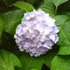 あじさいまつり