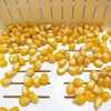 【発芽失敗】トウモロコシもやしの栽培2回目。今回もカビの侵攻を止められませんでした…