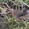 淀川で見た鳥