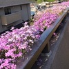 ベランダの花壇の手入れ