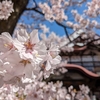 花と時刻表の追憶 