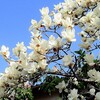彼岸入り・・