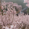 恵雨