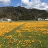 西伊豆・松崎町のお花畑