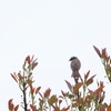 アカボウシヒタキモドキ  Social Flycatcher