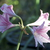 庭から　斑入りアマリリスの花