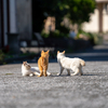 深島のねこさん