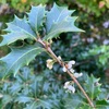 柊の花ぽつぽつとこぼれ咲く（あ）