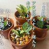 コスパ最強！アヌビアス・ナナ斑入り水草の特徴と育て方・増やし方