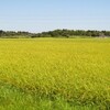 黄金色の田園風景の厳しい現実