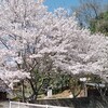 広場の桜・・散り始め