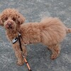 腰みのを着けたウラシマ久喜