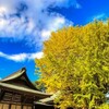 葛飾八幡宮の黄葉
